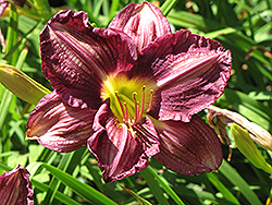 Hamlet Daylily (Hemerocallis 'Hamlet') at Lakeshore Garden Centres