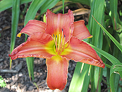Flapper Daylily (Hemerocallis 'Flapper') at Lakeshore Garden Centres