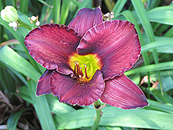 Midnight Magic Daylily (Hemerocallis 'Midnight Magic') at Lakeshore Garden Centres