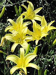 Tetrina's Daughter Daylily (Hemerocallis 'Tetrina's Daughter') at Lakeshore Garden Centres