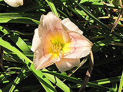 Siloam David Kirchhoff Daylily (Hemerocallis 'Siloam David Kirchhoff') at Lakeshore Garden Centres