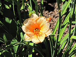 Leprechaun's Weath Daylily (Hemerocallis 'Leprechaun's Wealth') at Lakeshore Garden Centres