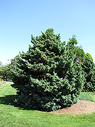 Boulevard Falsecypress (Chamaecyparis pisifera 'Boulevard') at Lakeshore Garden Centres