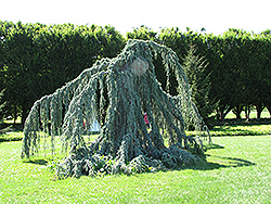 Weeping Blue Atlas Cedar (Cedrus atlantica 'Glauca Pendula') at Lakeshore Garden Centres