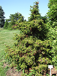 Torulosa Dwarf Hinoki Falsecypress (Chamaecyparis obtusa 'Torulosa') at Lakeshore Garden Centres