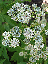 Sunningdale Variegated Masterwort (Astrantia major 'Sunningdale Variegated') at Lakeshore Garden Centres