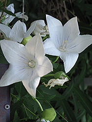 Fairy Snow White Balloon Flower (Platycodon grandiflorus 'Fairy Snow White') at Lakeshore Garden Centres