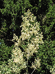 Plume Poppy (Macleaya cordata) at Golden Acre Home & Garden
