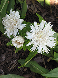 Silver Moon Aster (Stokesia laevis 'Silver Moon') at Lakeshore Garden Centres