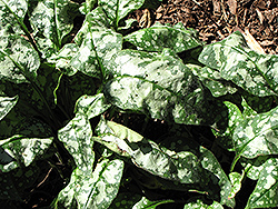 Victorian Brooch Lungwort (Pulmonaria 'Victorian Brooch') at Lakeshore Garden Centres