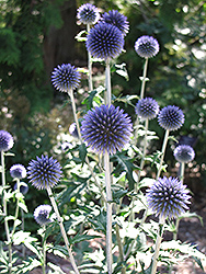 Platinum Blue Globe Thistle (Echinops ritro 'Platinum Blue') at Lakeshore Garden Centres