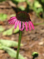 Raspberry Tart Coneflower (Echinacea purpurea 'Raspberry Tart') at Lakeshore Garden Centres