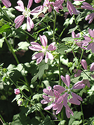 Tree Mallow (Malva sylvestris) at Lakeshore Garden Centres