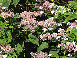 Mariesii Hydrangea (Hydrangea macrophylla 'Mariesii') at Lakeshore Garden Centres