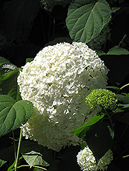 White Bigleaf Hydrangea (Hydrangea macrophylla 'Alba') at Lakeshore Garden Centres