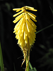 Shining Sceptre Torchlily (Kniphofia 'Shining Sceptre') at Lakeshore Garden Centres