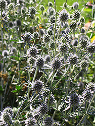 Umbelliferae Sea Holly (Eryngium planum 'Umbelliferae') at Lakeshore Garden Centres