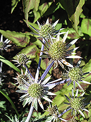 Mediterranean Sea Holly (Eryngium bourgatii) at Lakeshore Garden Centres