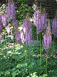 Purpurlanze Chinese Astilbe (Astilbe chinensis 'Purpurlanze') at Golden Acre Home & Garden