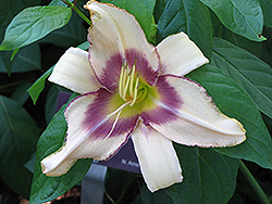 Chicago Picotee Lace Daylily (Hemerocallis 'Chicago Picotee Lace') at Lakeshore Garden Centres