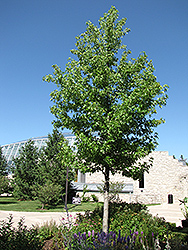 Sweet Gum (Liquidambar styraciflua) at Lakeshore Garden Centres