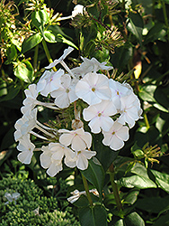Miss Lingard Phlox (Phlox carolina 'Miss Lingard') at Lakeshore Garden Centres