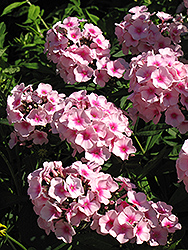 Elizabeth Arden Garden Phlox (Phlox paniculata 'Elizabeth Arden') at Lakeshore Garden Centres