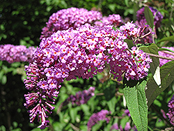 Petite Plum Butterfly Bush (Buddleia davidii 'Petite Plum') at Lakeshore Garden Centres