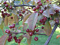 Indian Summer Flowering Crab (Malus 'Indian Summer') at Lakeshore Garden Centres