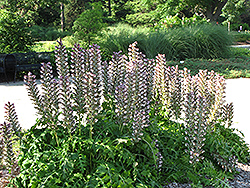 Hungarian Bear's Breeches (Acanthus hungaricus) at Lakeshore Garden Centres