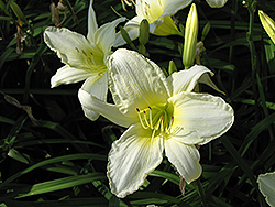Ice Carnival Daylily (Hemerocallis 'Ice Carnival') at Golden Acre Home & Garden