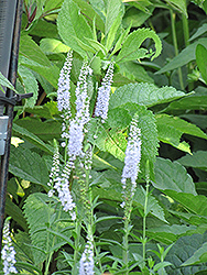 Alba Spike Speedwell (Veronica spicata 'Alba') at Lakeshore Garden Centres