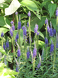 Spike Speedwell (Veronica spicata) at Lakeshore Garden Centres
