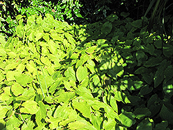Red Queen Bishop's Hat (Epimedium grandiflorum 'Red Queen') at Lakeshore Garden Centres