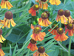 Bruno Helenium (Helenium 'Bruno') at Lakeshore Garden Centres
