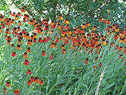 Bruno Helenium (Helenium 'Bruno') at Lakeshore Garden Centres