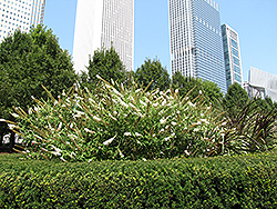 White Profusion Butterfly Bush (Buddleia davidii 'White Profusion') at Lakeshore Garden Centres