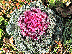 Purple Ruffles Kale (Brassica oleracea var. acephala 'Purple Ruffles') at The Mustard Seed