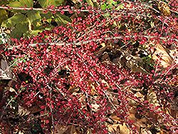 Ground Cotoneaster (Cotoneaster horizontalis) at Lakeshore Garden Centres