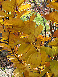 Dawyck Purple Beech (Fagus sylvatica 'Dawyck Purple') at Lakeshore Garden Centres