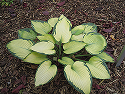 Paradise Joyce Hosta (Hosta 'Paradise Joyce') at Lakeshore Garden Centres