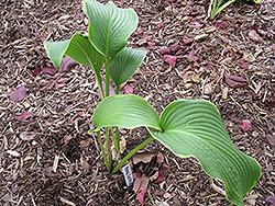 Abba Dabba Do Hosta (Hosta 'Abba Dabba Do') at Lakeshore Garden Centres