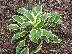 Iron Gate Delight Hosta (Hosta 'Iron Gate Delight') at Lakeshore Garden Centres