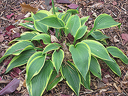 Satisfaction Hosta (Hosta 'Satisfaction') at Lakeshore Garden Centres