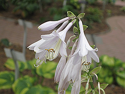Satisfaction Hosta (Hosta 'Satisfaction') at Lakeshore Garden Centres