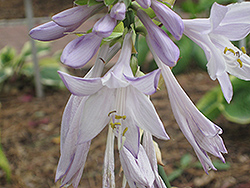 Fried Bananas Hosta (Hosta 'Fried Bananas') at Lakeshore Garden Centres