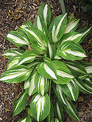 Enterprise Hosta (Hosta 'Enterprise') at Lakeshore Garden Centres
