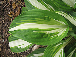 Enterprise Hosta (Hosta 'Enterprise') at Lakeshore Garden Centres