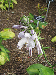 Holy Mole Hosta (Hosta 'Holy Mole') at Lakeshore Garden Centres