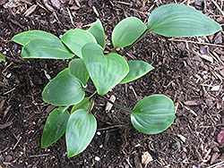 Purple Heart Hosta (Hosta 'Purple Heart') at Lakeshore Garden Centres